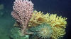 Red bubblegum coral at 440 meters deep in Norfolk Canyon