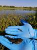 Scientist collecting amphibians in wetlands near historic oil and gas production..