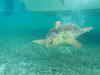 Loggerhead sea turtle with radio tag