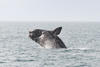 North Atlantic Right Whale