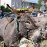 Fête de l'Âne et des animaux de la ferme à Roquevaire (13), mercredi 01 mai 2013