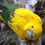 Conure dorée, ou Aratinga guarouba