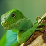 Iguane à bandes de Fidji, ou Brachylophus Fasciatus