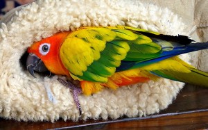 La Conure soleil, ou Aratinga solstitialis