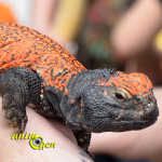 L'Uromastyx en captivité (particularités, maintenance, comportement)