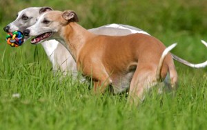 Le whippet, cheval de course du pauvre