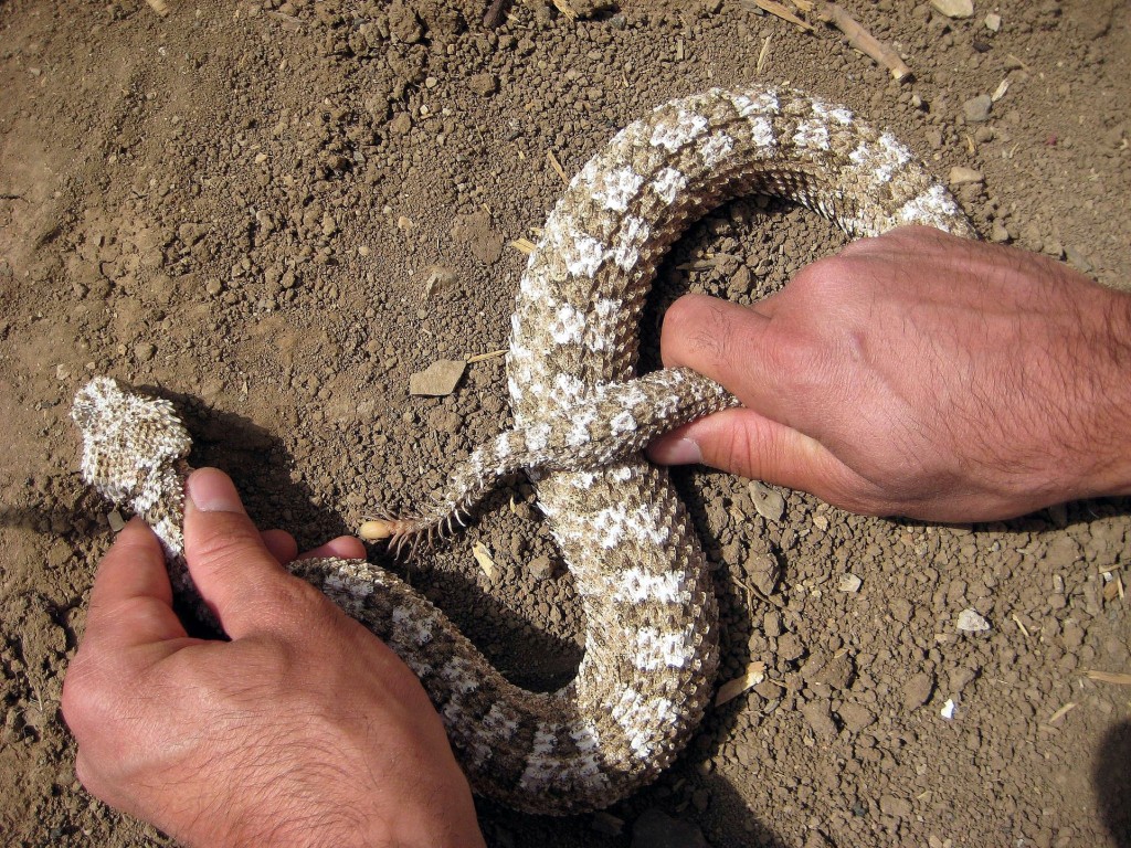 Serpent et araignée à la fois, découvrez la vipère araignée (Pseudocerastes uarachnoides)