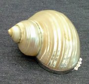 A Beautiful Mother Of Pearl Snuff Mull 