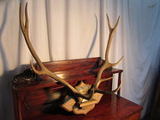 A Large Pair Of Red Deer Antlers Trophy