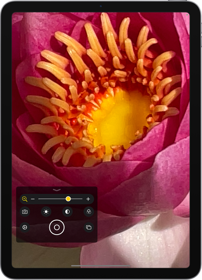 Tela da Lupa mostrando uma flor ampliada.