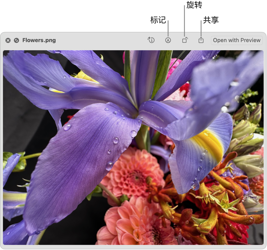 “快速查看”窗口中的图像，其按钮可用于标记、旋转或共享图像，或者在“预览” App 中打开图像。