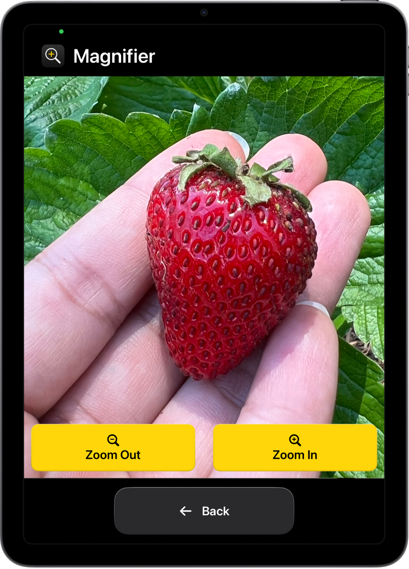 An iPad in Assistive Access with the Magnifier app open. A close-up image of a hand holding a strawberry fills most of the screen, with Zoom In, Zoom Out, and Back buttons at the bottom.