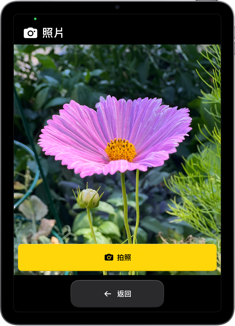 進入「自訂輔助取用」的 iPad，顯示「相機」App 打開，一個放大的按鈕用於拍照，另一個用於返回上一個畫面。