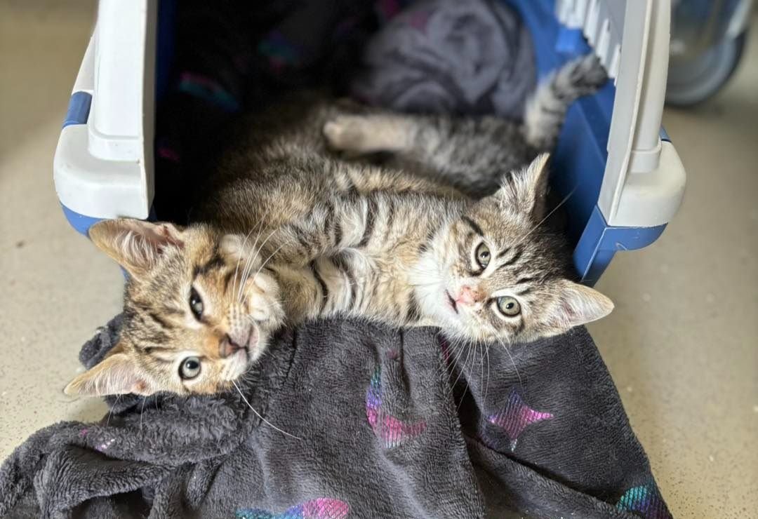 Jamais le refuge des Acacias à Amilly (Eure-et-Loir) n'avait connu un telle vague d'abandon de chatons. LP/Christophe Blondel