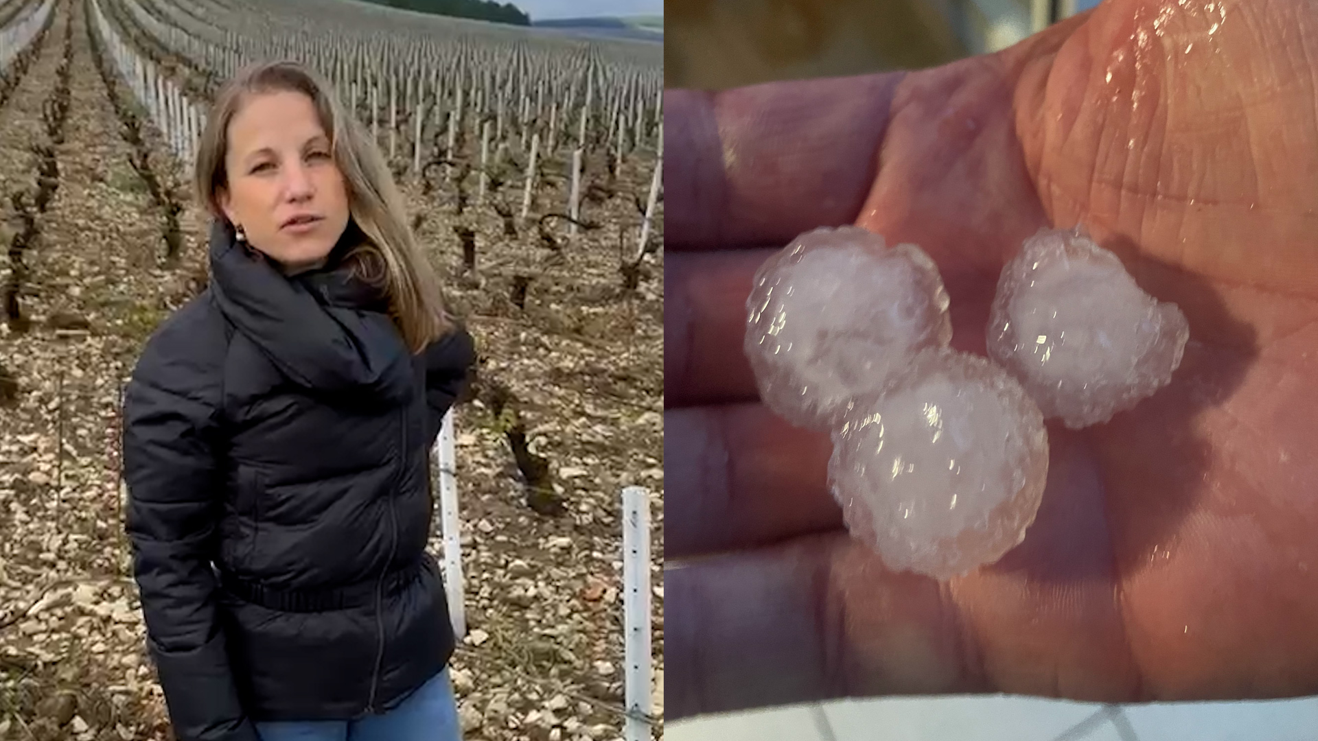 De la grêle est tombée en abondance à Chablis, détruisant les vignes familiales de Julie F.