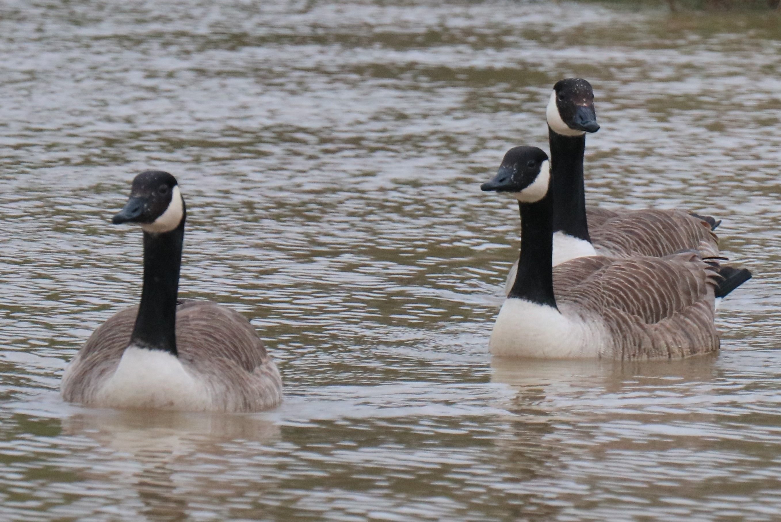 Meaux, vendredi 5 avril 2024. Par arrêté, le préfet a autorisé une battue aux oies bernaches, jeudi, dans le parc urbain du Pâtis situé en bord de Marne. Celles-ci ont survécu au tirs des quatre chasseurs. LP/Hugues Tailliez