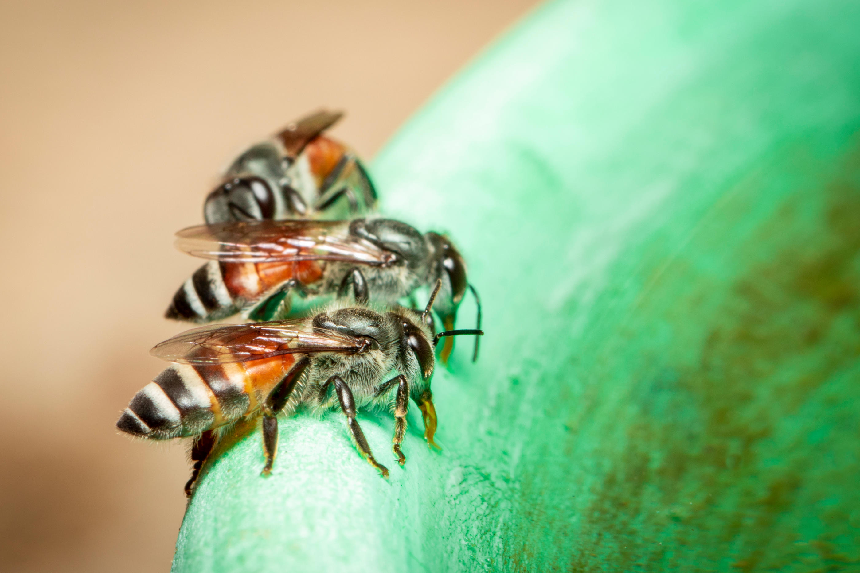 Originaire d'Asie, l'abeille naine rouge représente une menace pour nos espèces domestiques en convoitant leur pollen et en véhiculant, potentiellement, de nouveaux virus et parasites. Photo Istock