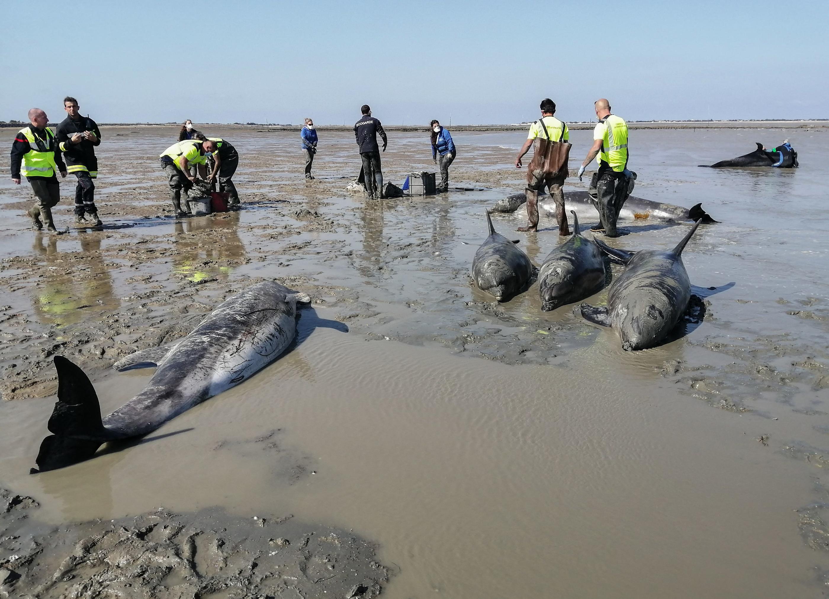 Un total de 34 personnes a été mobilisé pour porter secours au groupe de dauphins échoués sur l'île de Ré, ce mardi 17 septembre. Sur les 18 cétacés échoués, seul un d'entre eux est mort. AFP/Olivier Guerin