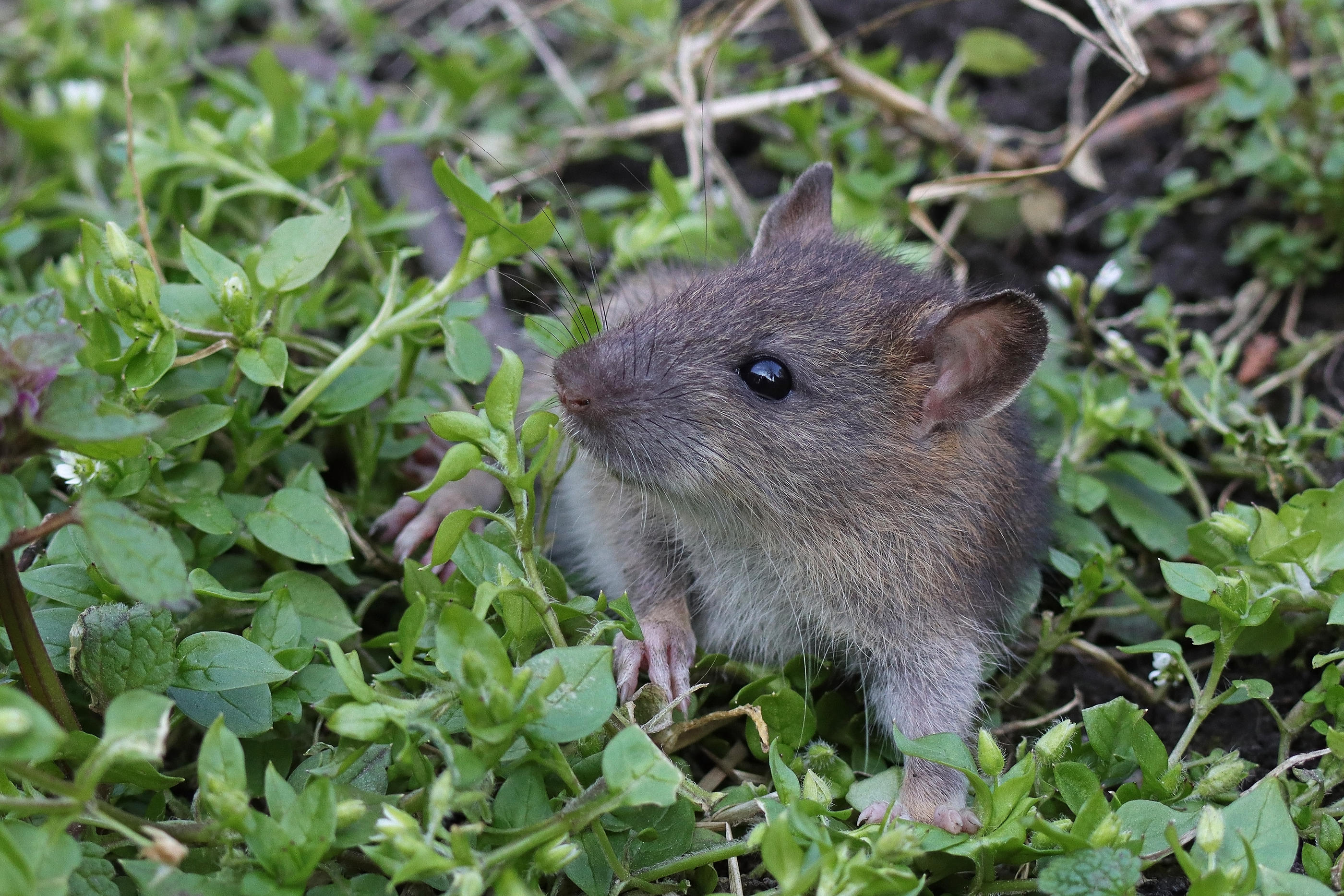 «Les rats surmulots sont impossibles à compter et se trouvent même sur le plus petit îlot», explique l'expert qui va se charger de la dératisation. (Illustration) STEPHANE ETIENNE