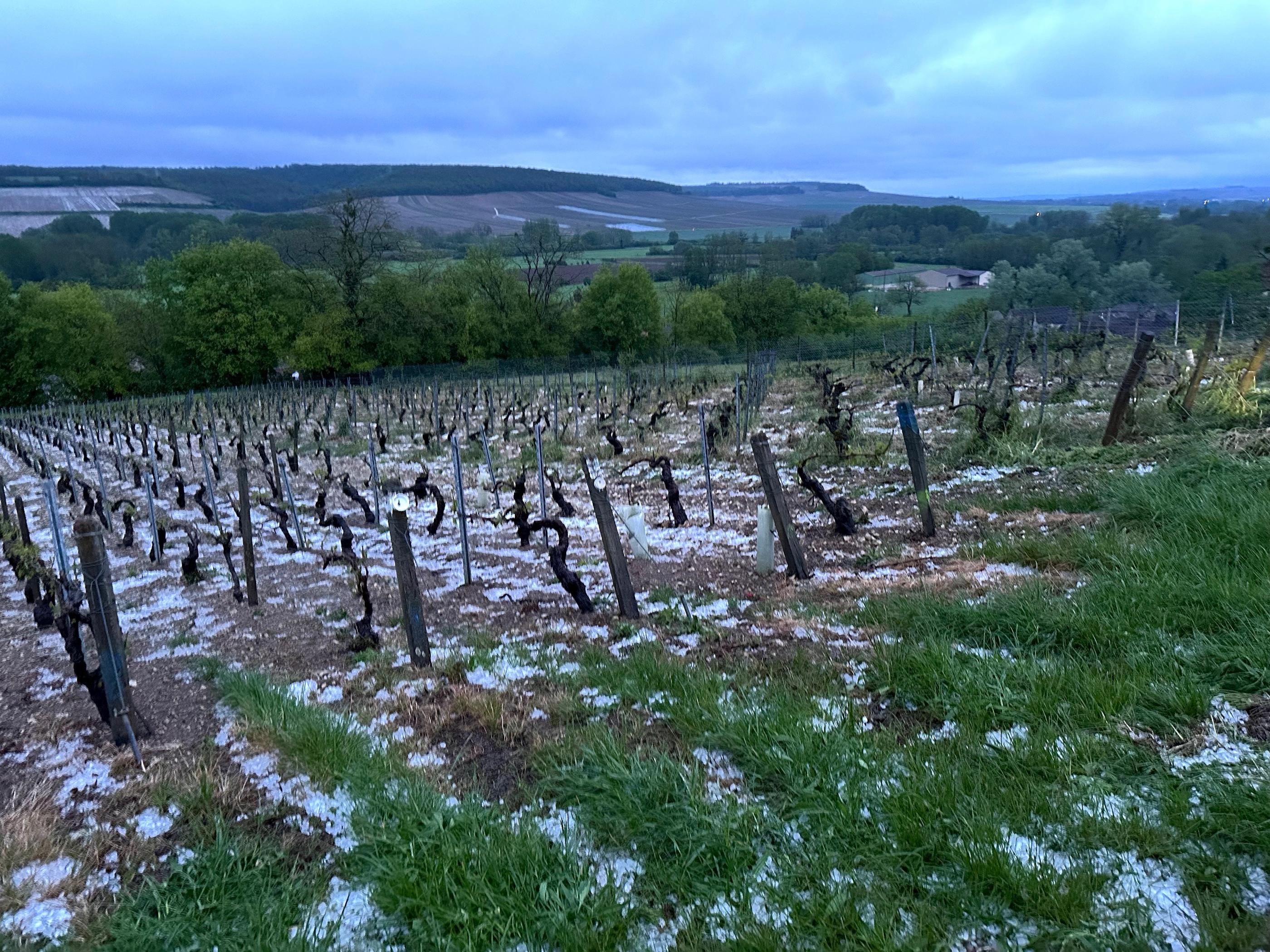 Un orage de grêle s'est abattu sur le vignoble de Chablis le 1er mai en soirée, faisant de gros dégâts ; des intempéries régulières que les vignerons accueillent avec un brin de lassitude et beaucoup de fatalisme. DR