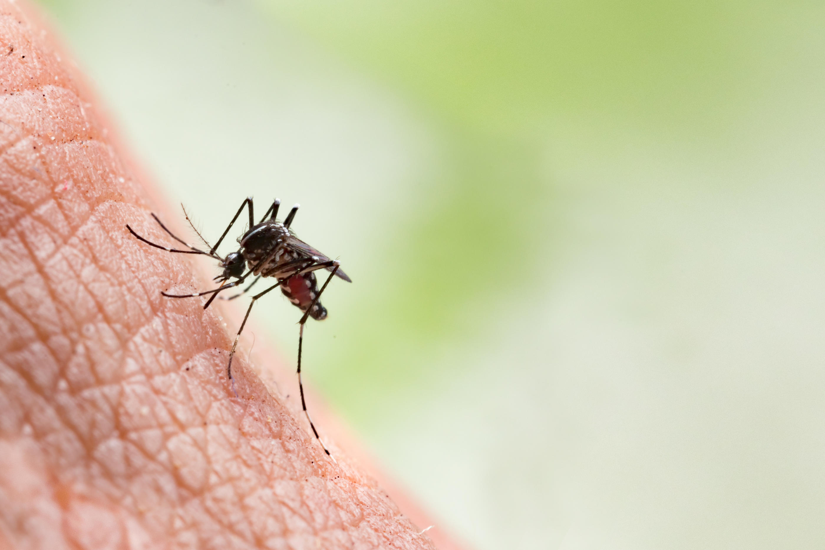 L’Anses estimait vendredi 13 septembre que la France métropolitaine était exposée à un «risque assez élevé» d’épidémie de dengue dans les 5 ans. Frank600