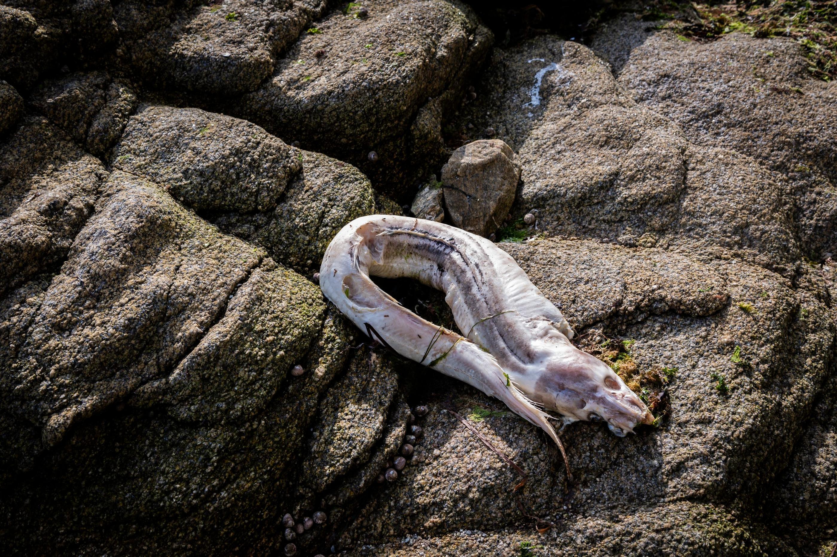 À Concarneau (Finistère), plusieurs centaines de congres se sont échouées sur les plages du sud-Finistère. PhotoPQR/Ouest France/Kevin Guyot