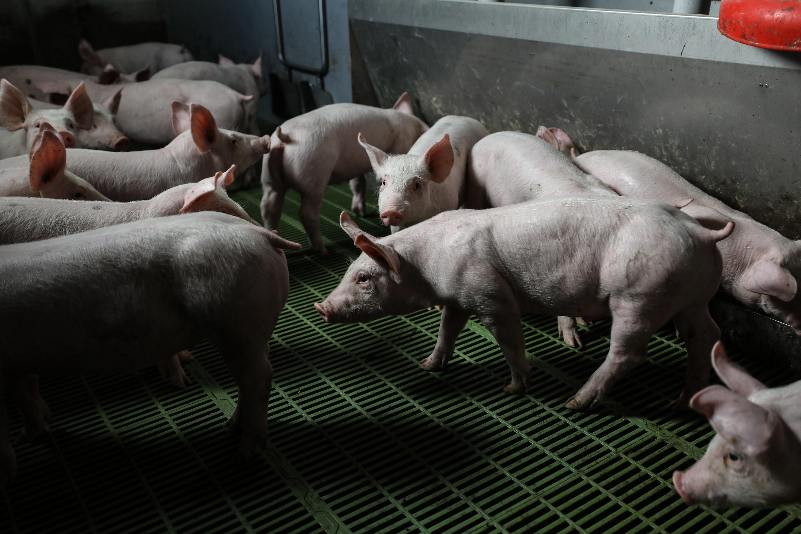 L'association de défense des animaux L214 a porté plainte contre l'abattoir des Cominges, en Haute-Garonne, pointant une série d'actes de maltraitance de cochons. (Illustration) ©PHOTOPQR/LE TELEGRAMME/Lionel Le Saux