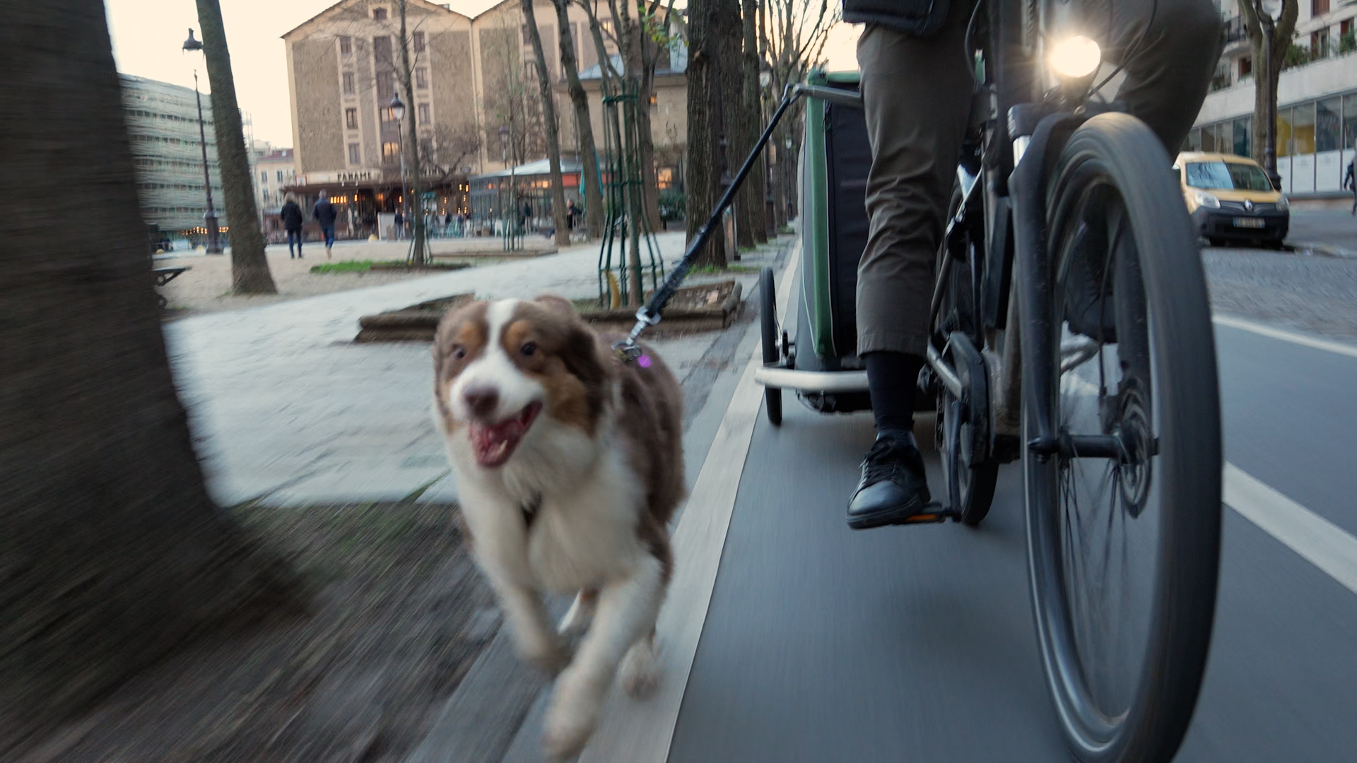 Ouma, chienne de Victor, pet sitter