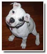 american bulldog photo