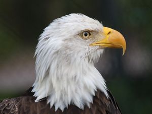 head of a bald eagle.