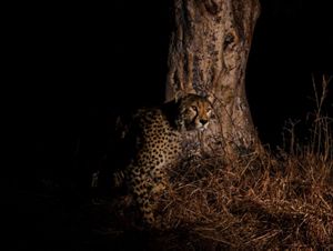 A male cheetah at a scent-marking tree in Kafue National Park, Zambia.