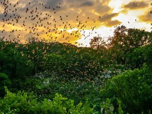 Thousands of bats fly across the evening sky.