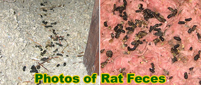 Rat Feces