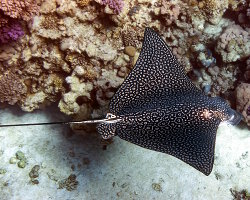 Raie aigle léopard (Aetobatus ocellatus)