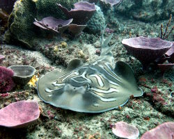 Raie guitare australienne (Trygonorrhina fasciata)