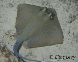 Raie pastenague à points bleus (Neotrygon kuhlii)