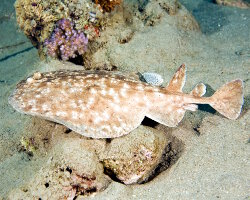 Raie torpille tachetée (Torpedo fuscomaculata)