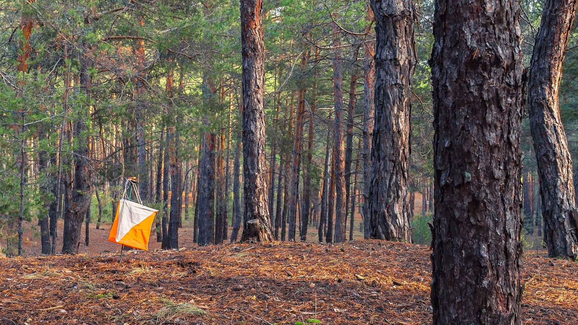 Orienteering check-point in a forest