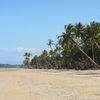 Australia, Mission beach, palms