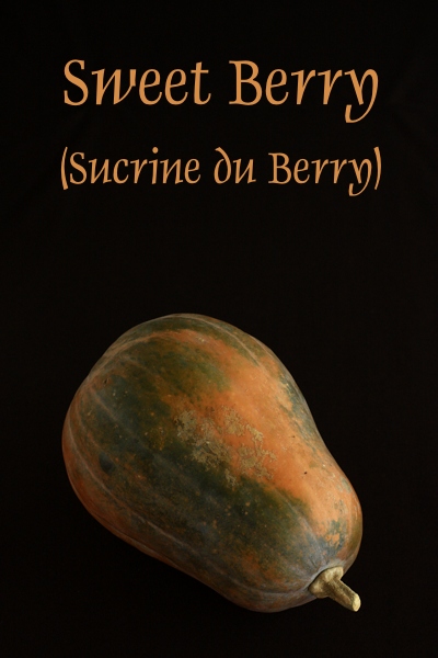 sucrine_berry