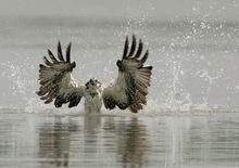 The Osprey Show, Guilin