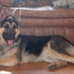 10 Month Old Female German Shepherd Weight