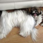 2 Months Old Shih Tzu Rabies