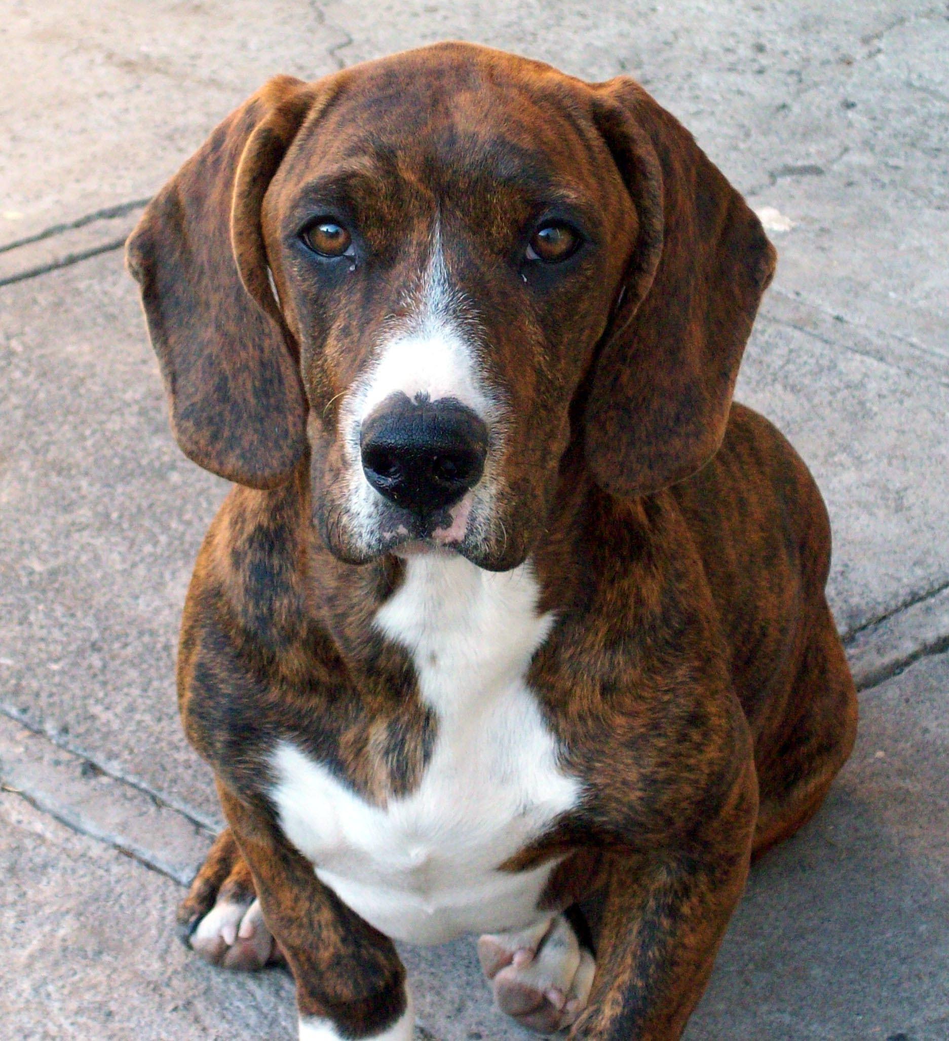 Beagle and Dachshund Mix Called