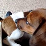 Beagle and Dachshund Mix Puppies