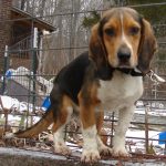 Beagle Basset Dachshund Mix