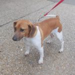 Beagle Dachshund Jack Russell Mix