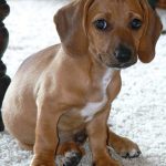 Beagle Dachshund Mix Characteristics