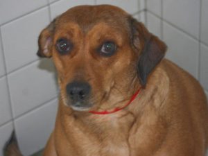 Beagle Dachshund Mix for Adoption