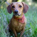 Beagle Dachshund Mix Personality